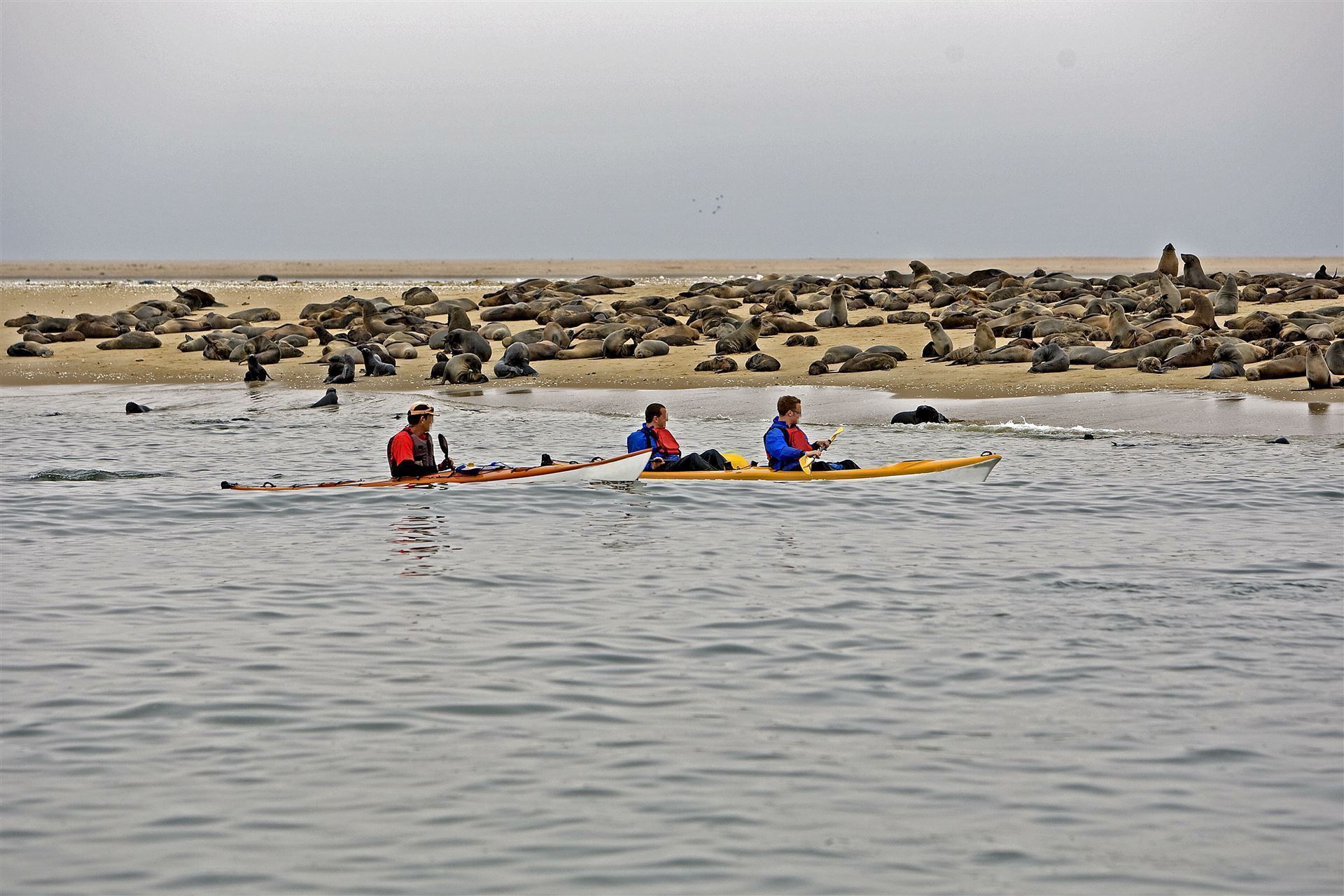 Kajak zu den Robben am Walvis Bay