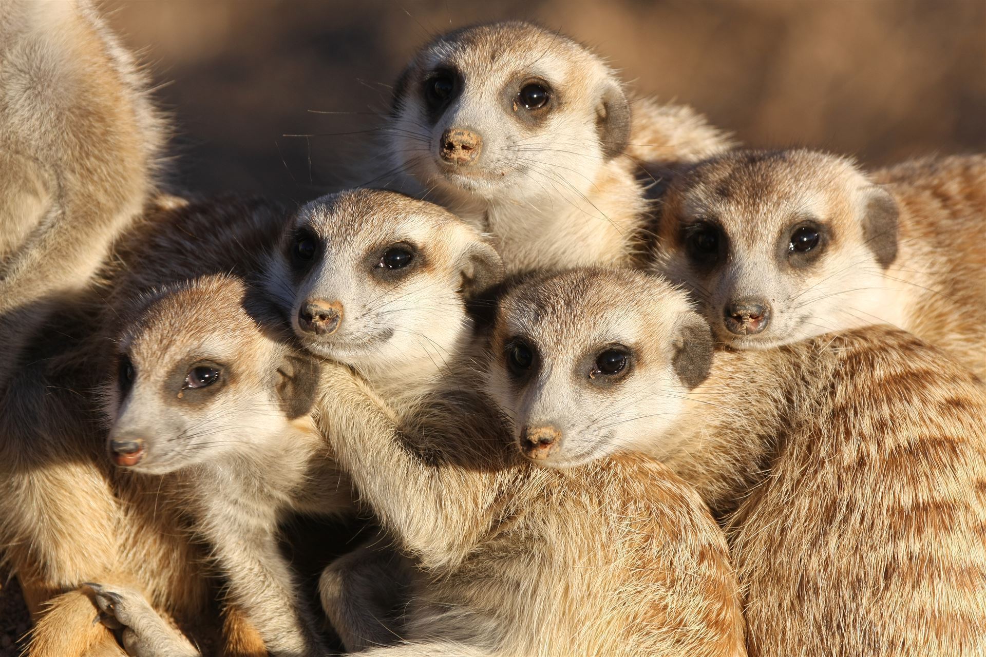 Kalahari_Erdmaennchen