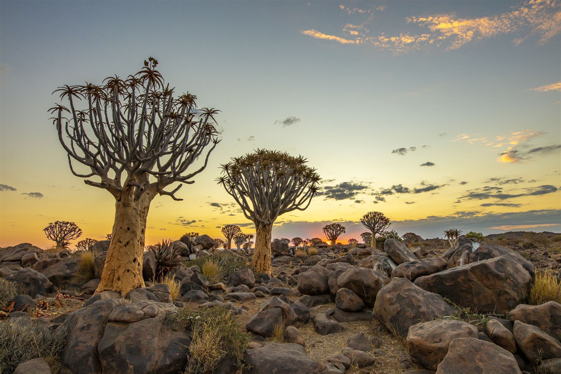 Namibia_Keetmanshoop_Köcherbaumwald