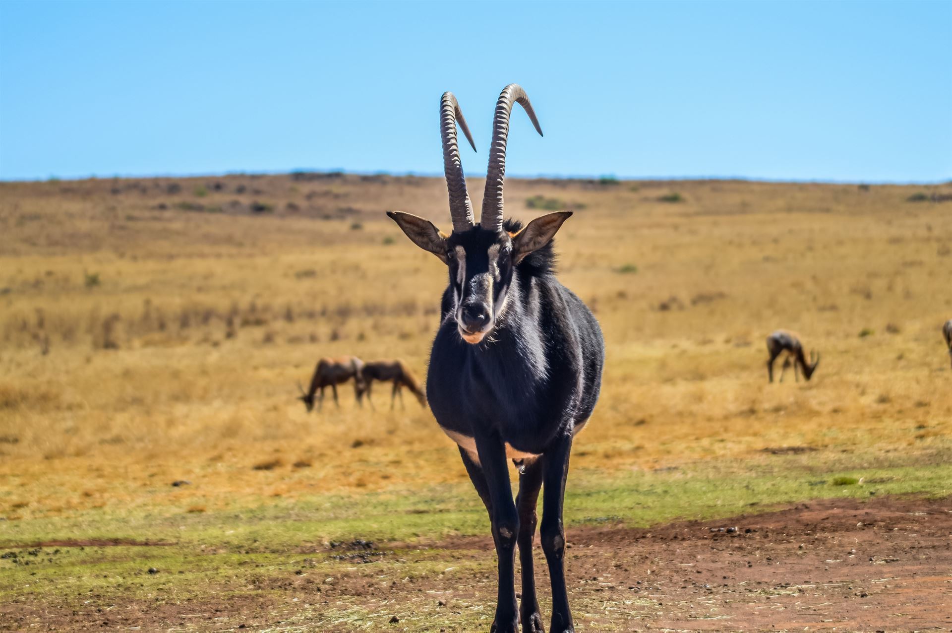 Antilope
