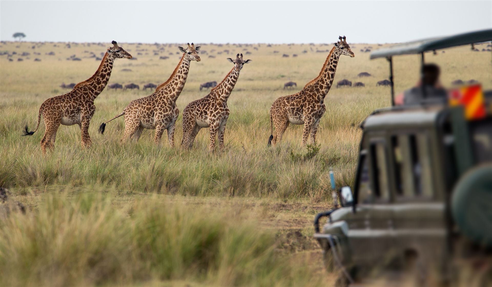 Namibia_Safari