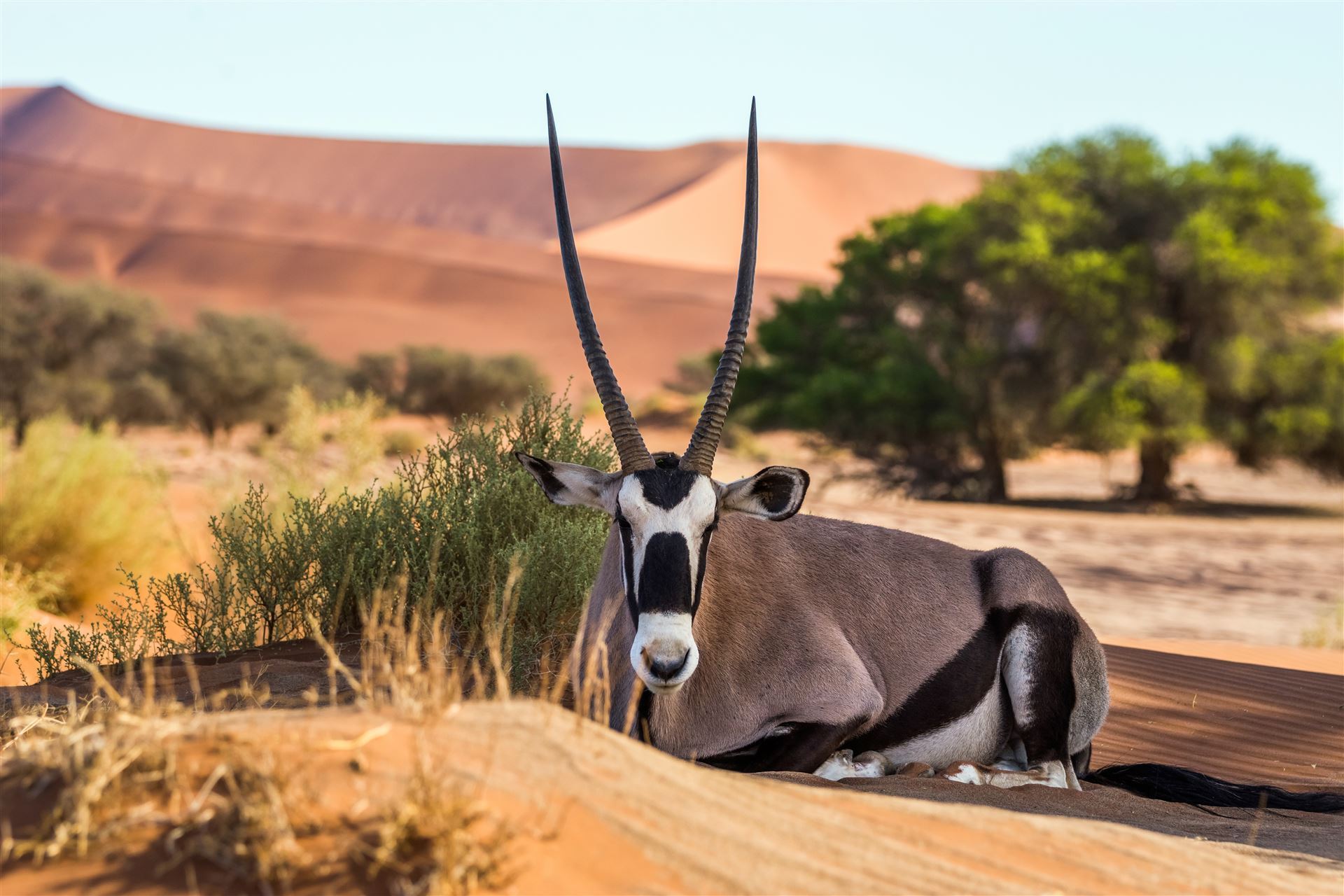 Sossusvlei Düne mit Gemsbok