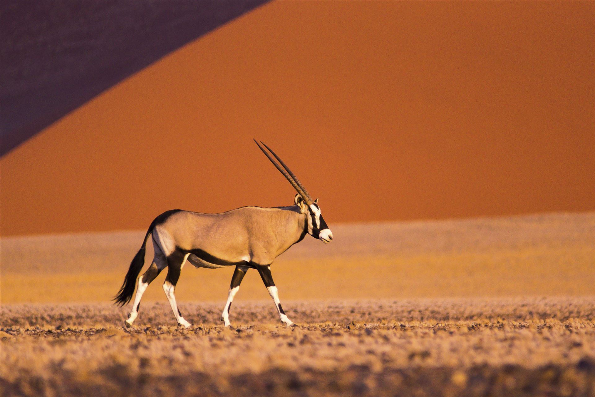 Sossusvlei  Oryx