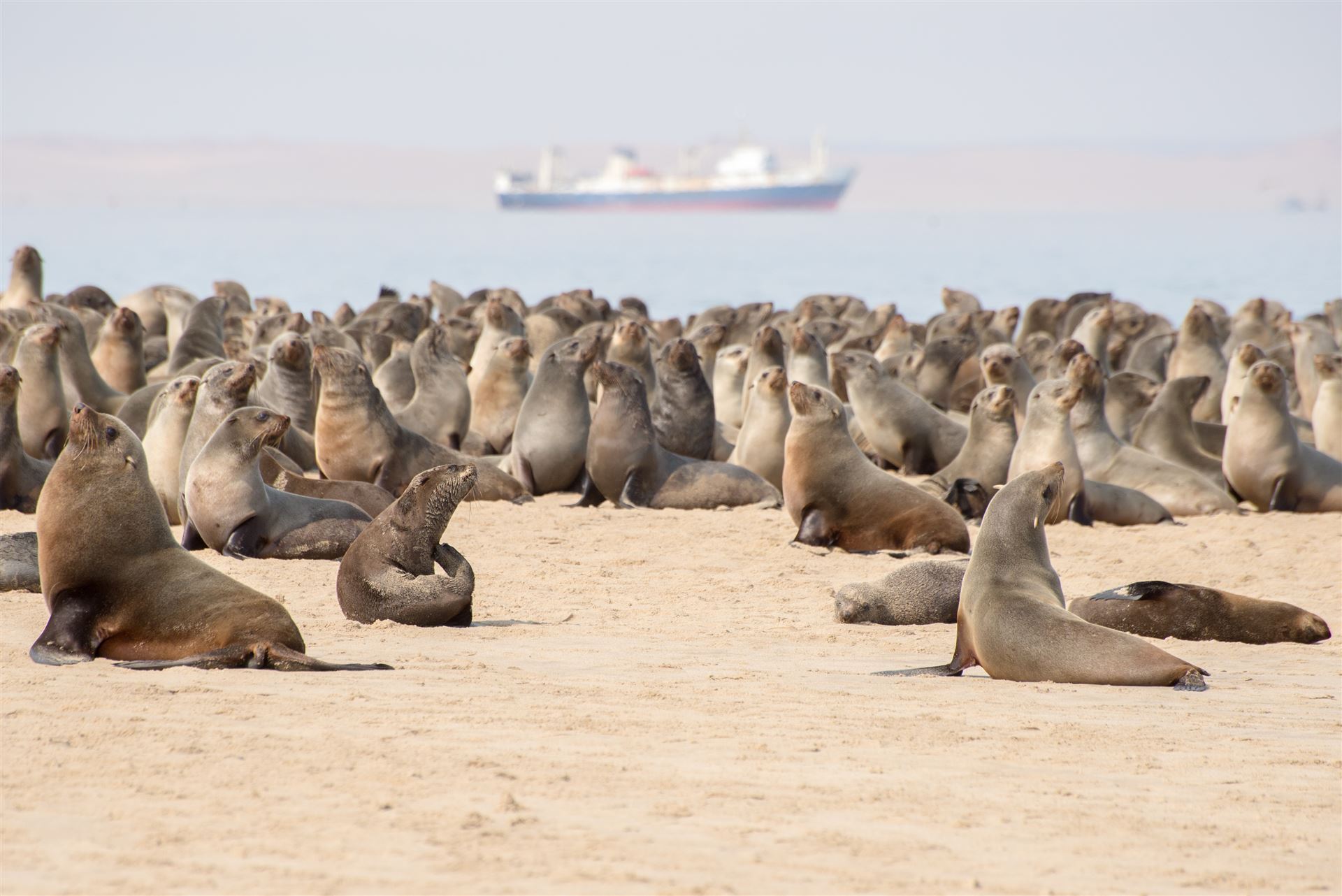 Namibia_Walvis Bay_Robben
