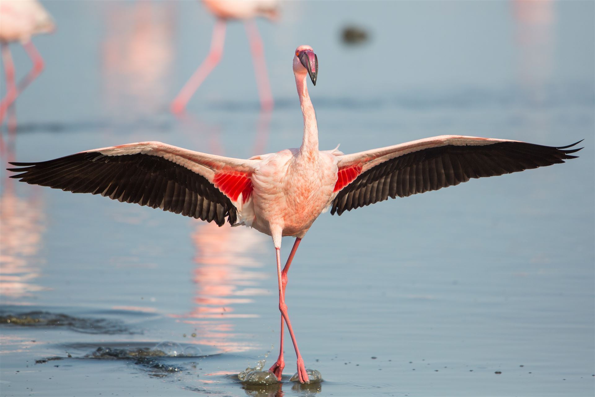 Flamingo in Walvis Bay