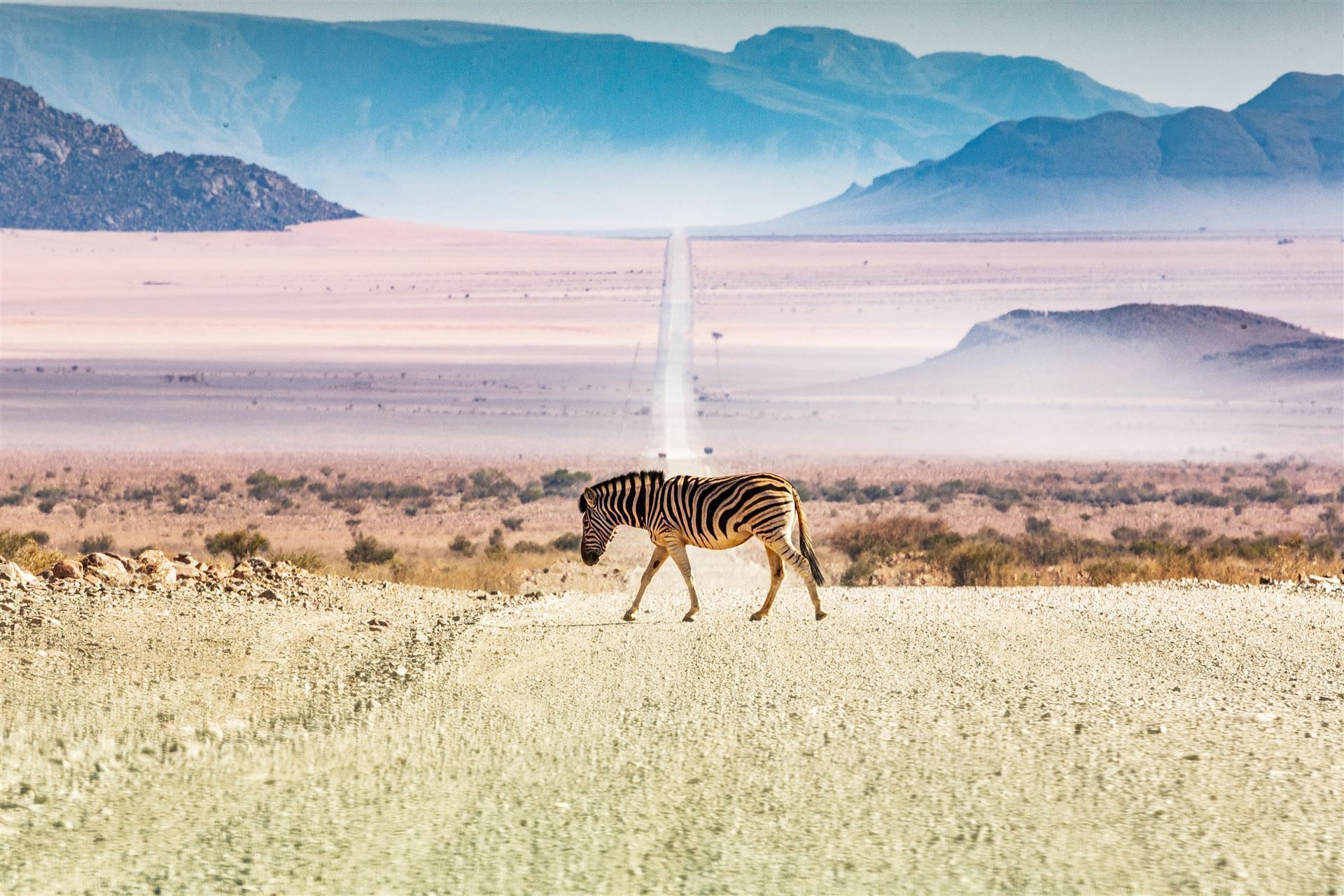 Zebra auf der Straße