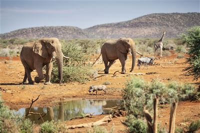 Namibia_Elefanten_Gnu_am_Wasserloch