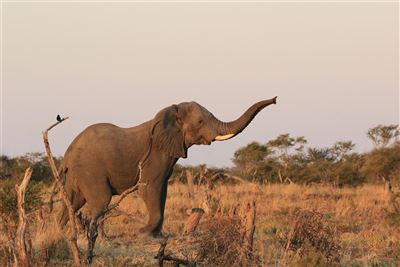 Namibia_Impressionen_Elefant