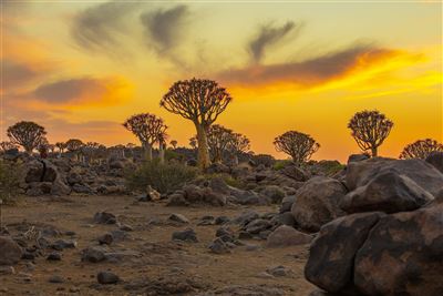 Namibia_Köcherbaumwald