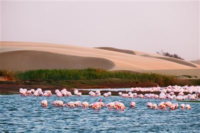 Flamingo in der Gruppe
