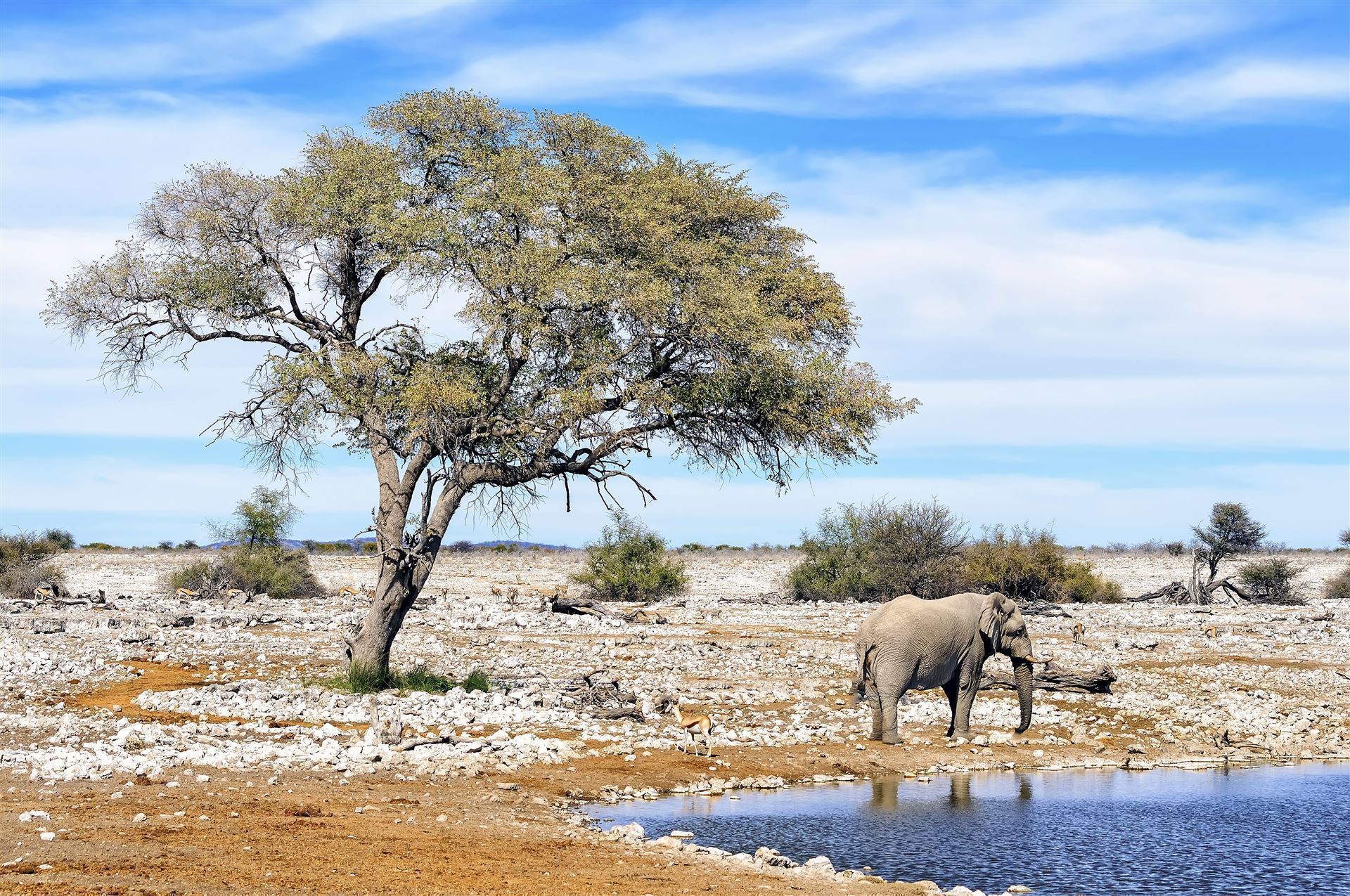 Namibia_Etosha_Elefant am Wasser