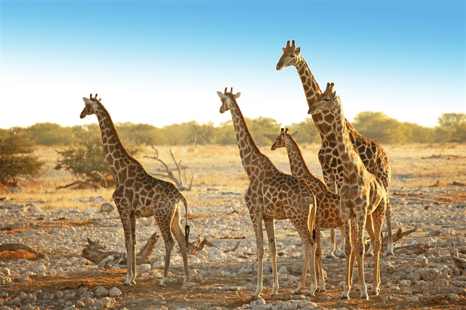 Namibia_Etosha_Nationalpark_Giraffen