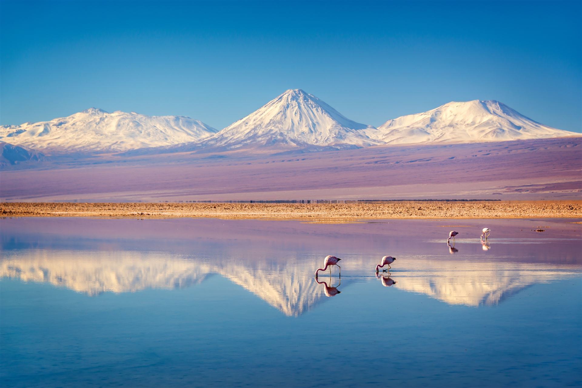Andenflamingos in der Wüste