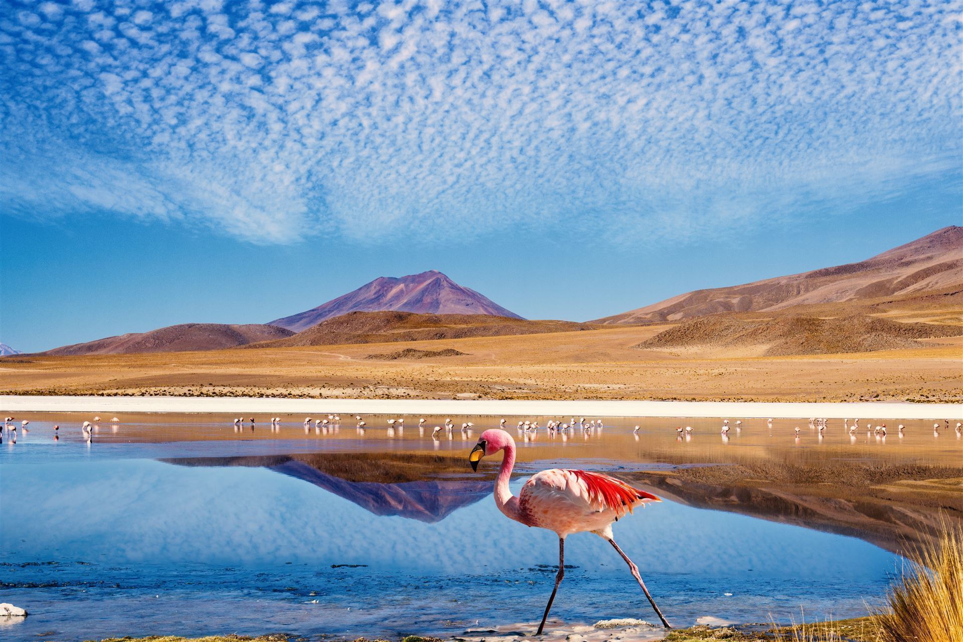 Lagunenflamingo