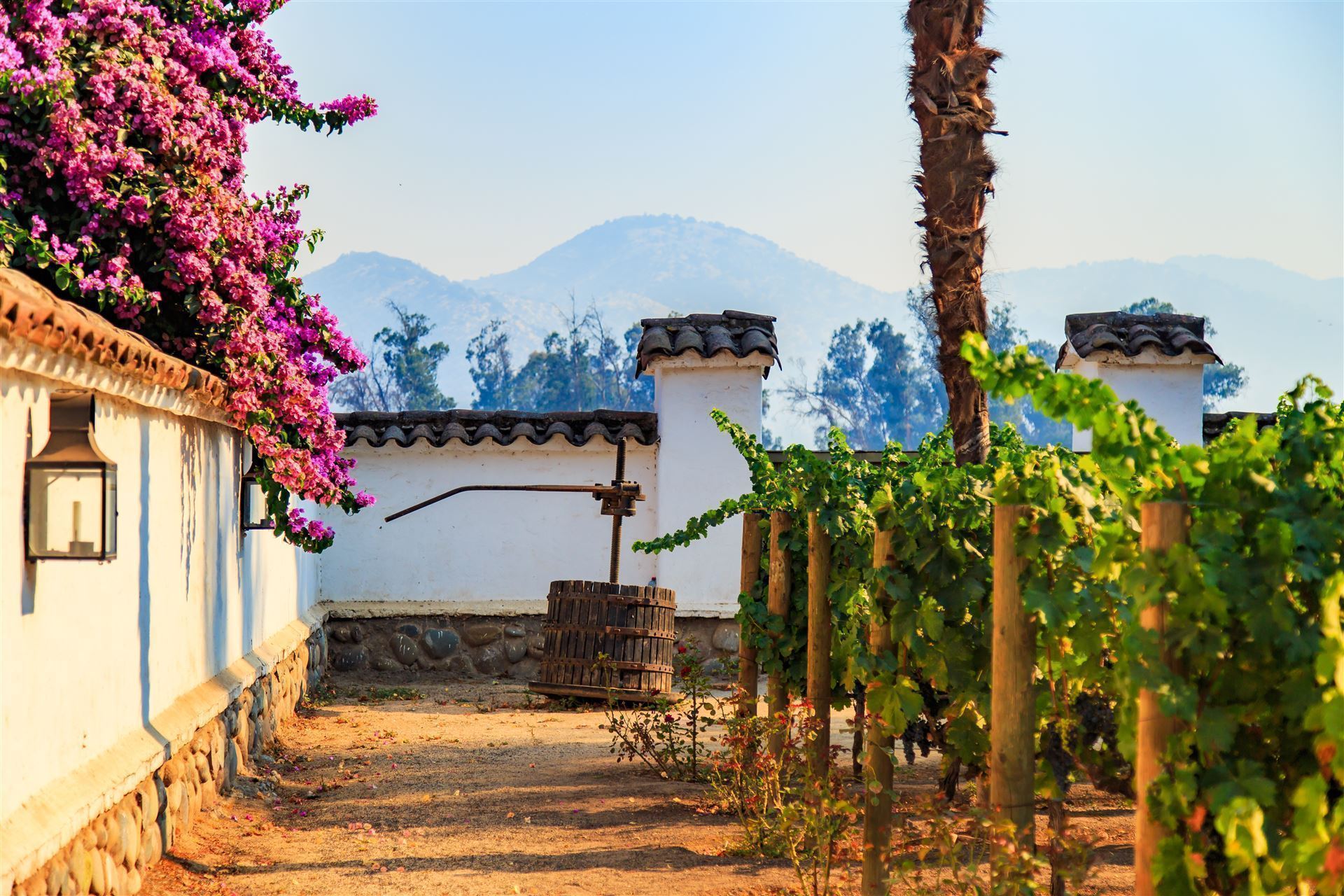 Maipo Valley Weinanbau