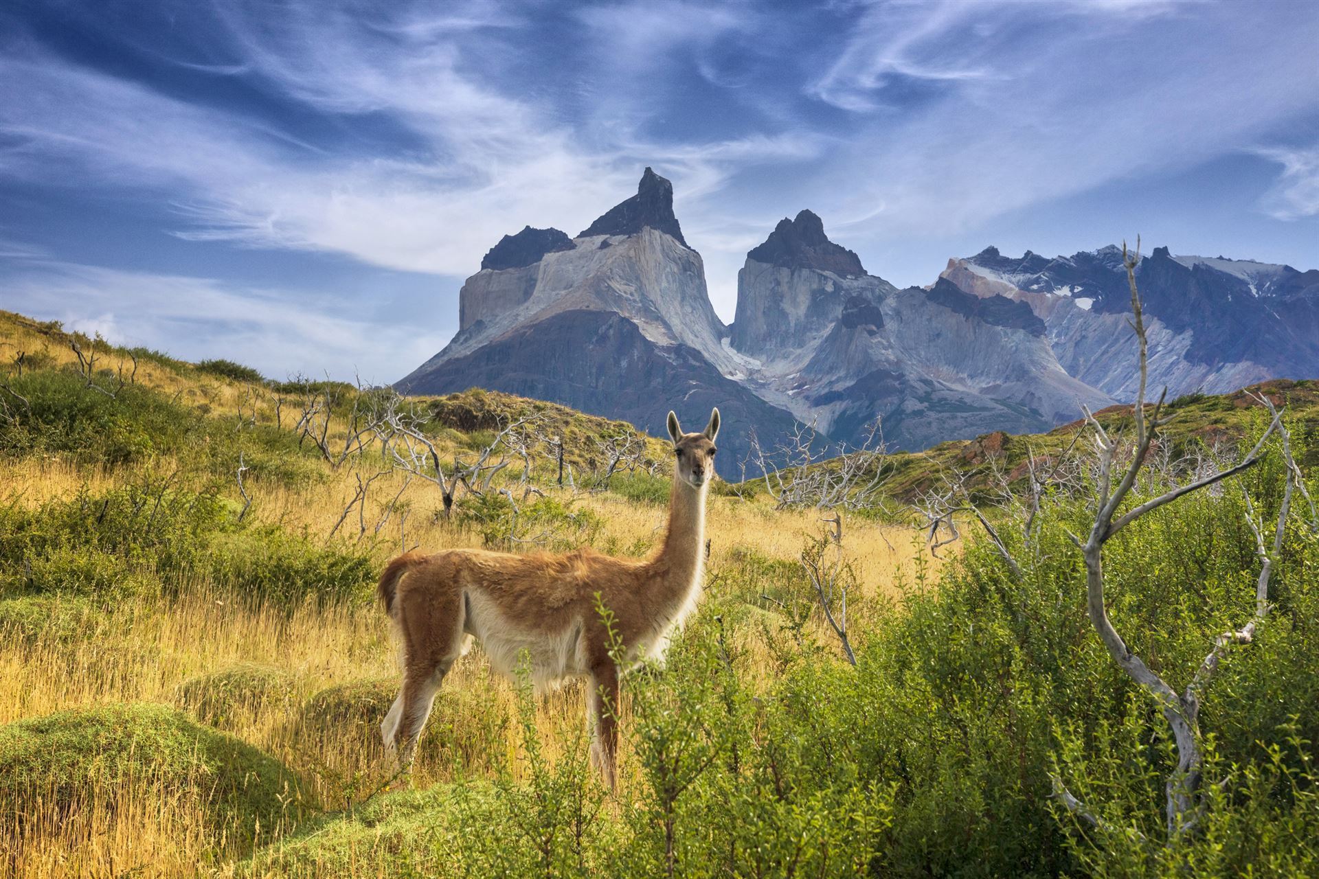 Torres del Paine mit Guanaco