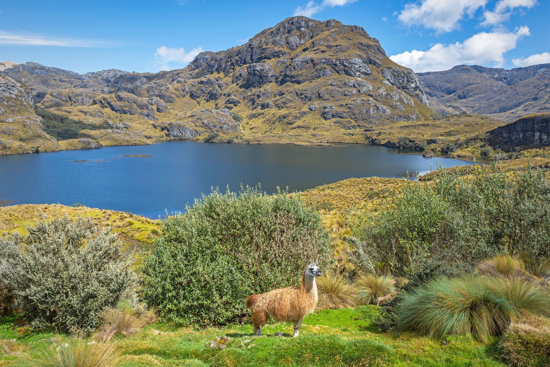 Lama im Cajas Nationalpark