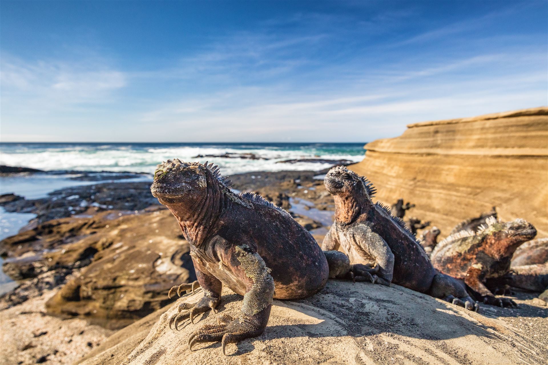 Galapagos Insel mit Leguan