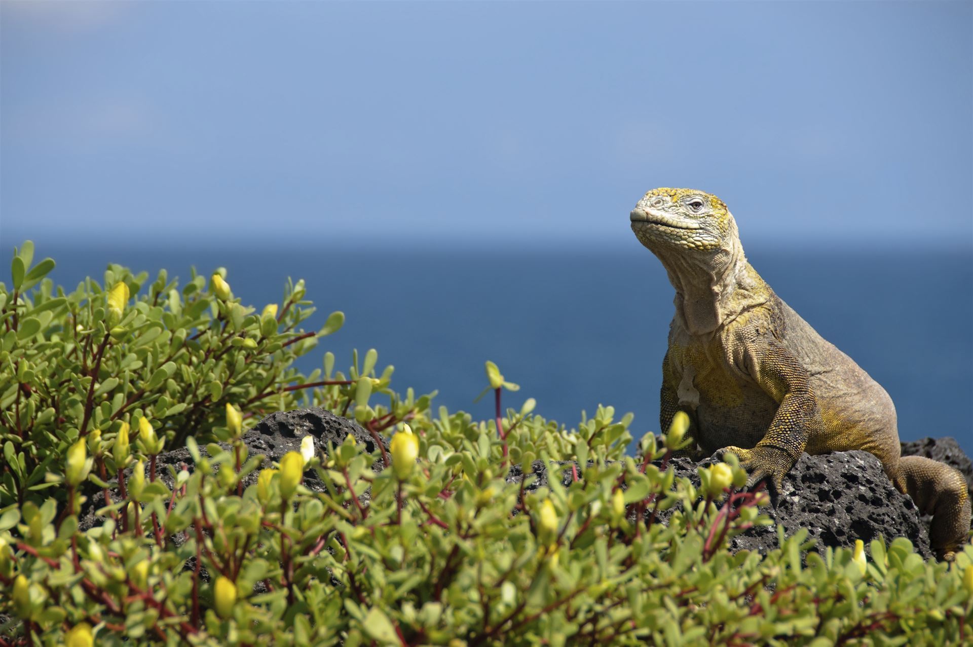 Impression Leguan