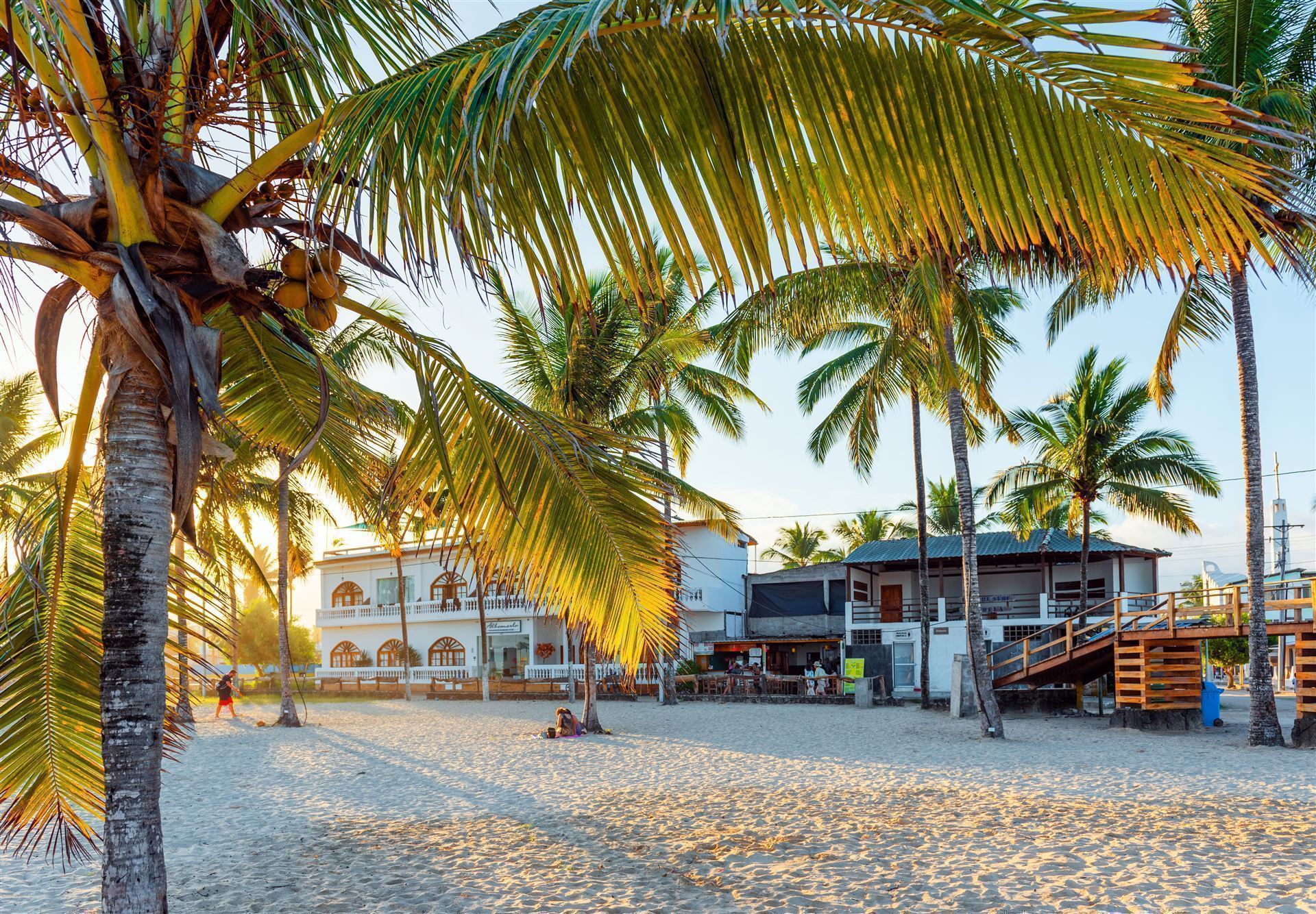 Strand mit Kokusnussbaum