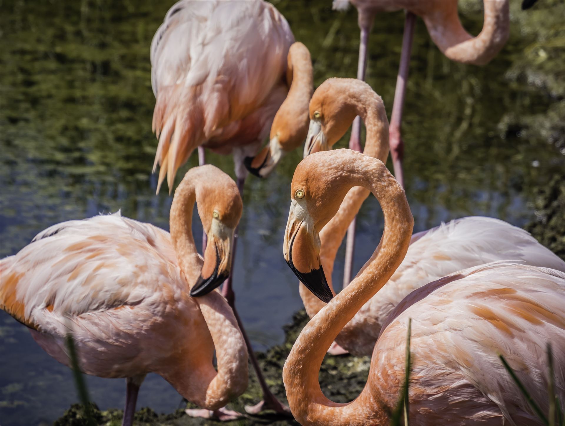 Flamingos