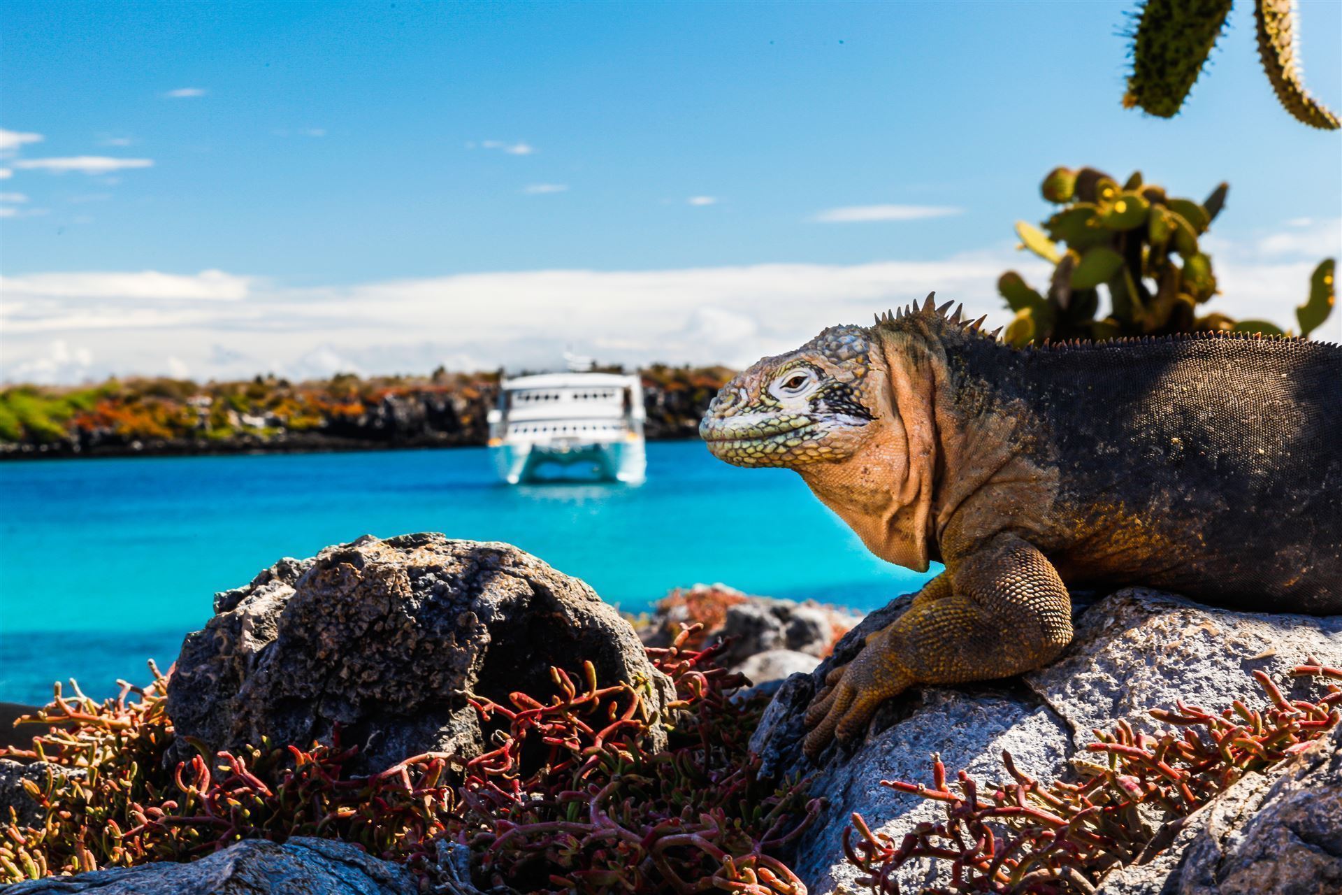 Isla Plazas Landleguan auf der Insel
