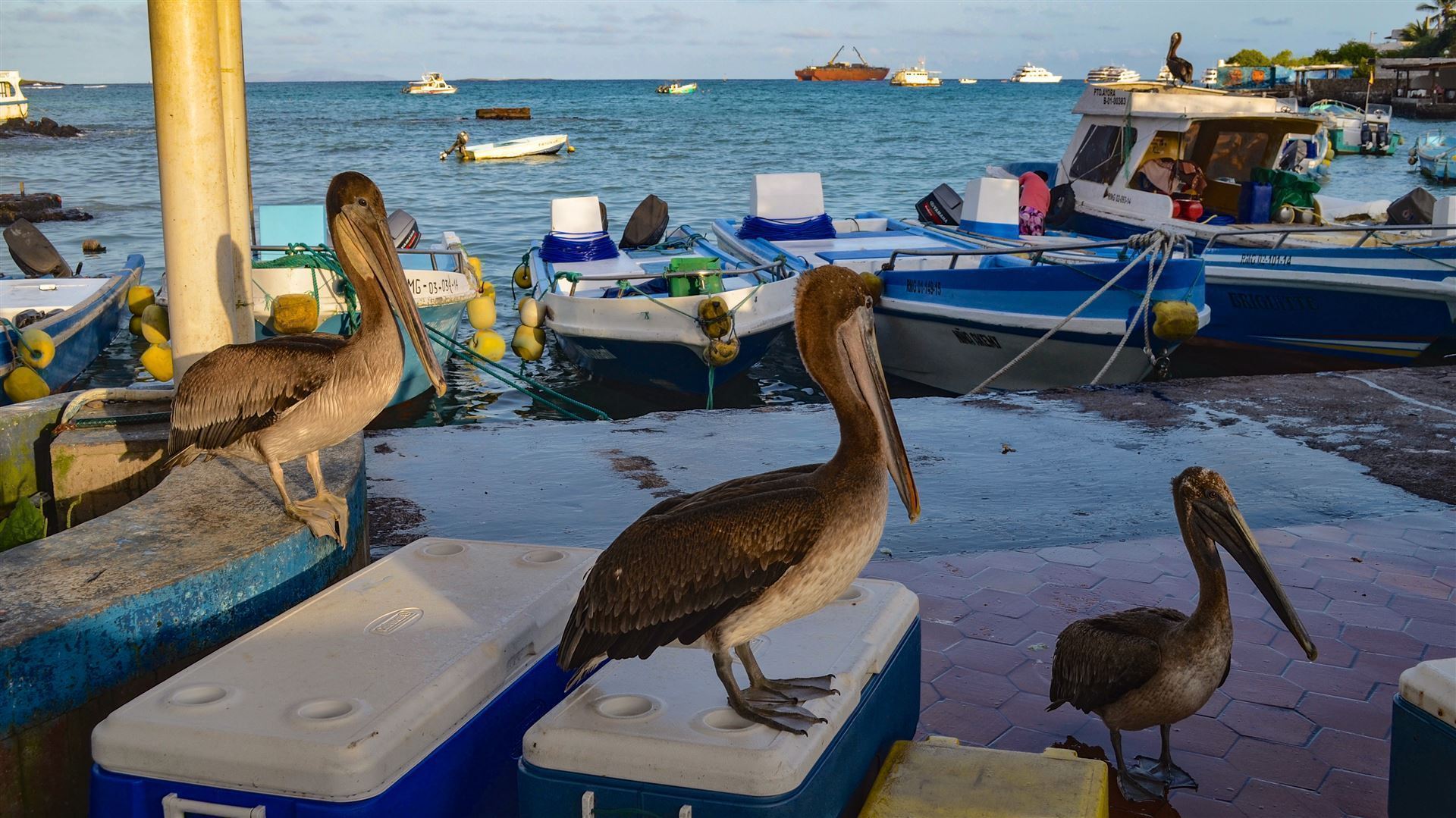 Fischmarkt Puerto Ayora