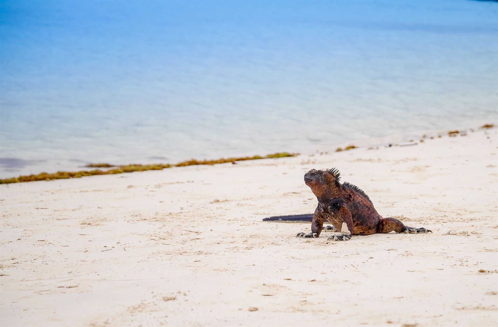 Tortuga Bay Beach mit Meeresechse