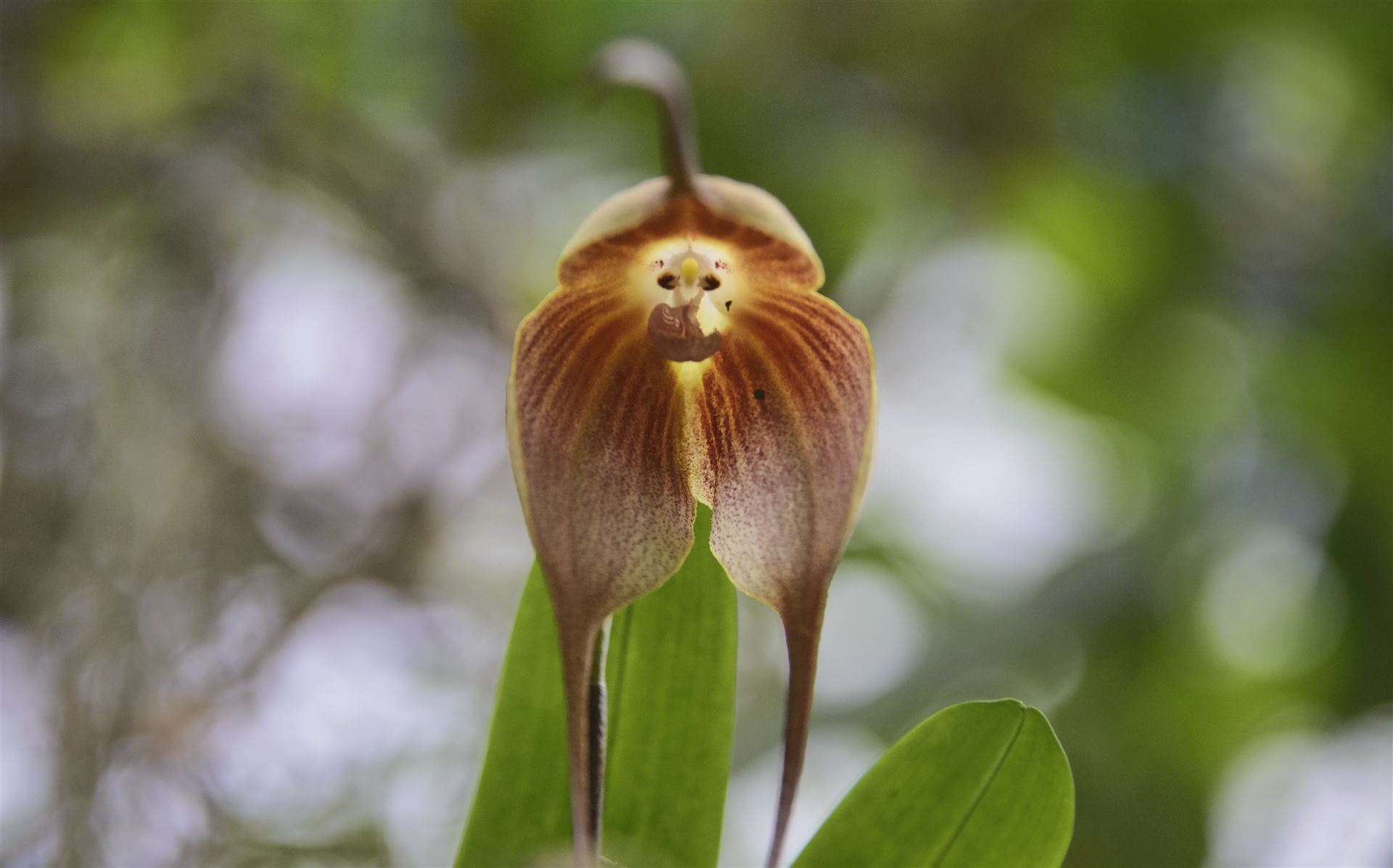 Botanischer Garten mit Orchideen
