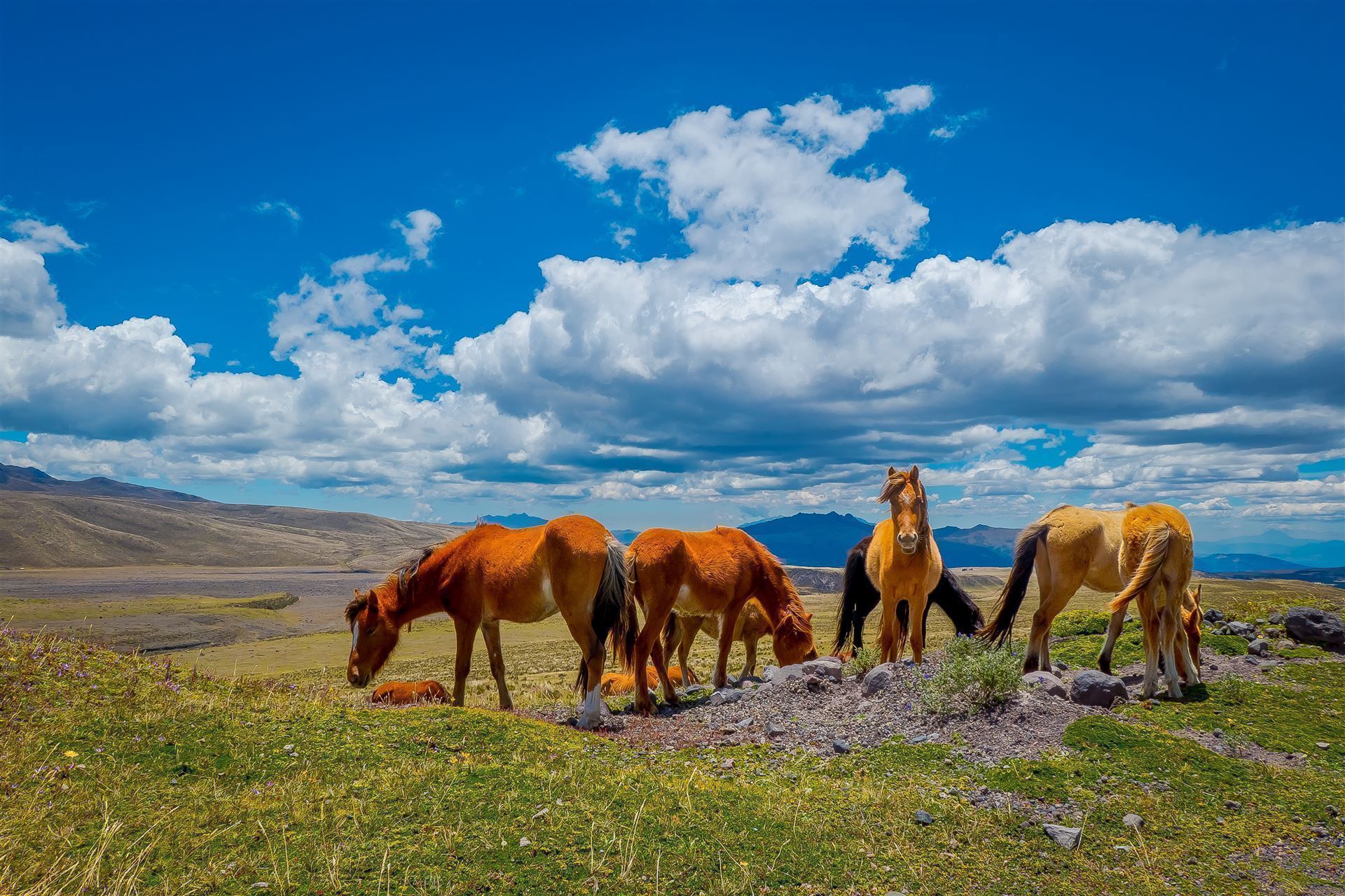 Wildpferde im Cotopaxi Nationalpark