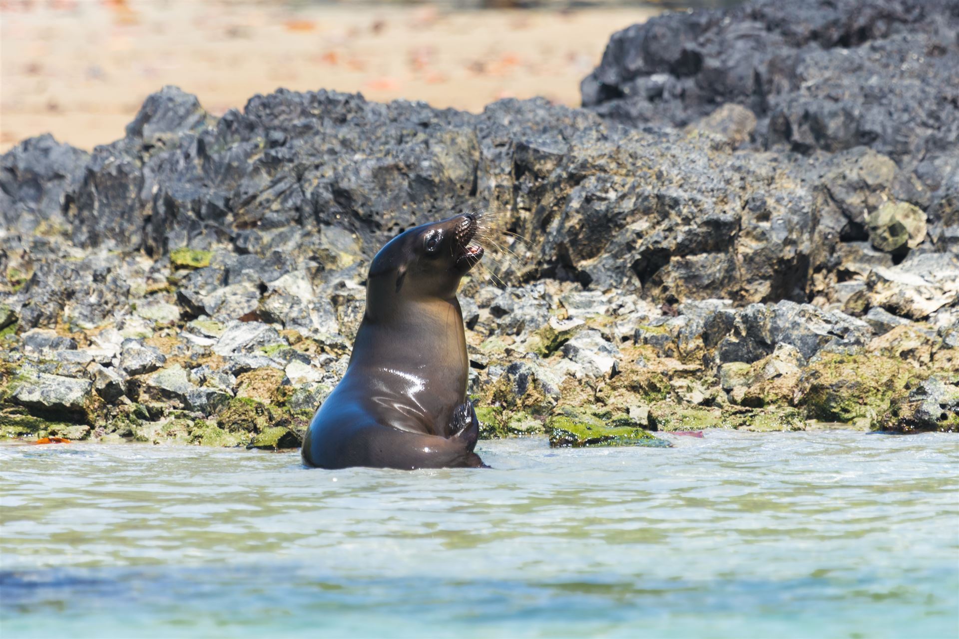 Seelöwe auf Isabela