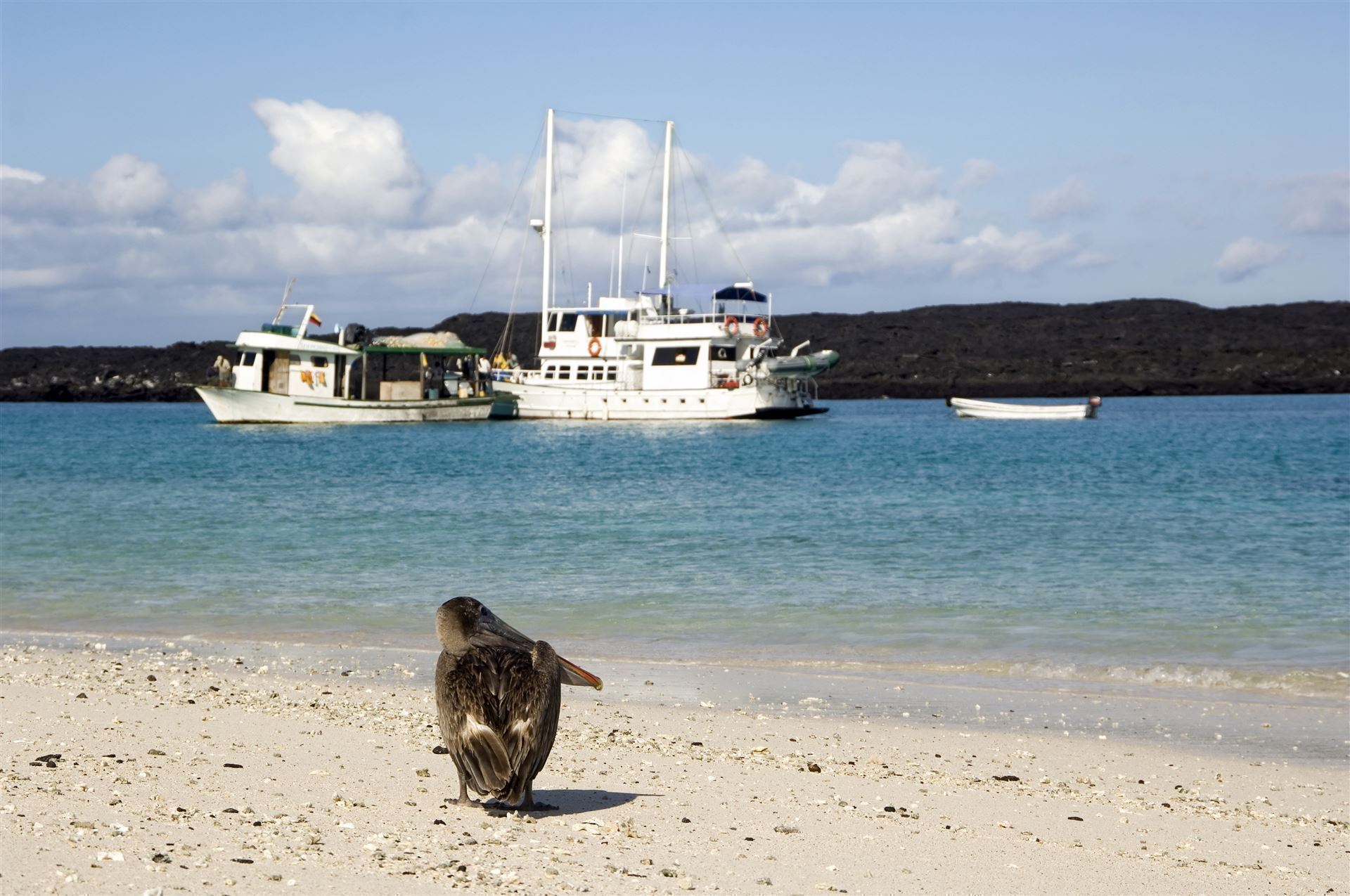 Galapagos Touristenboot Pelikan