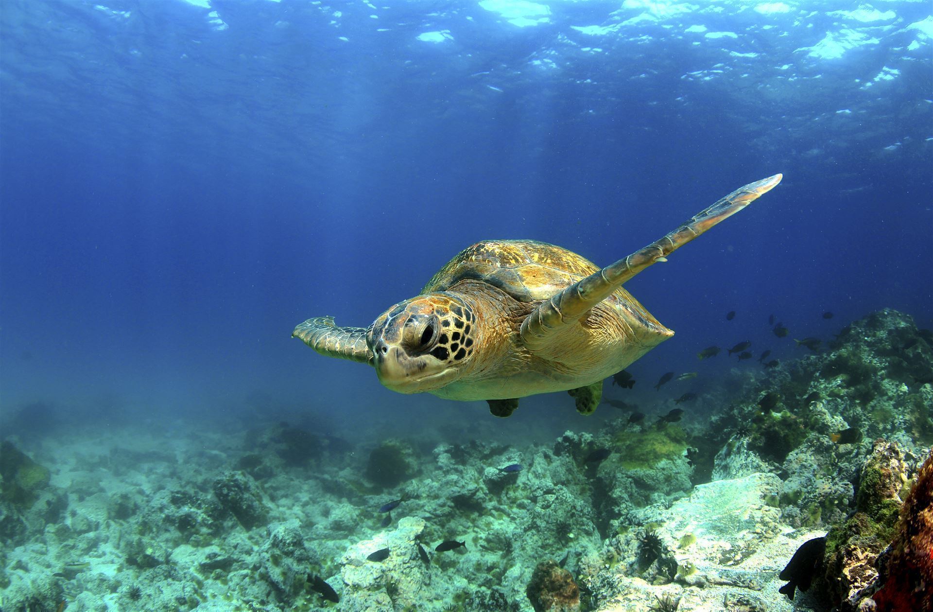 Galapagos Wasserschildkröte