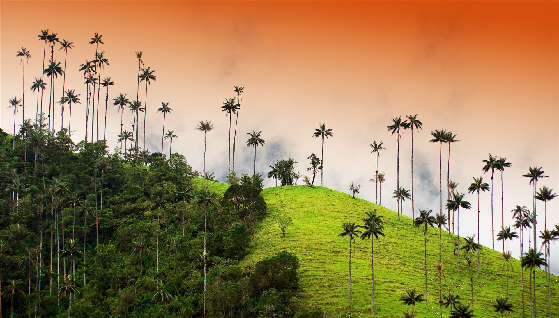 Cocora Tal mit Nebel