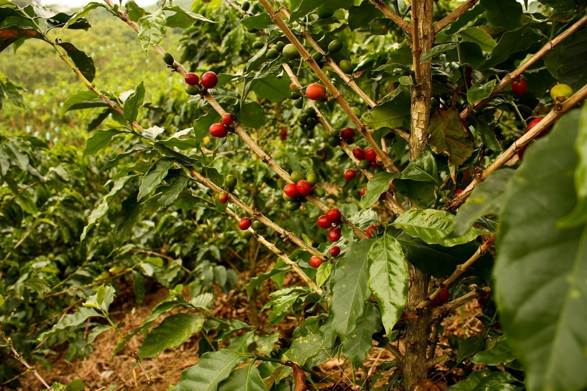 Kolumbien Kaffee