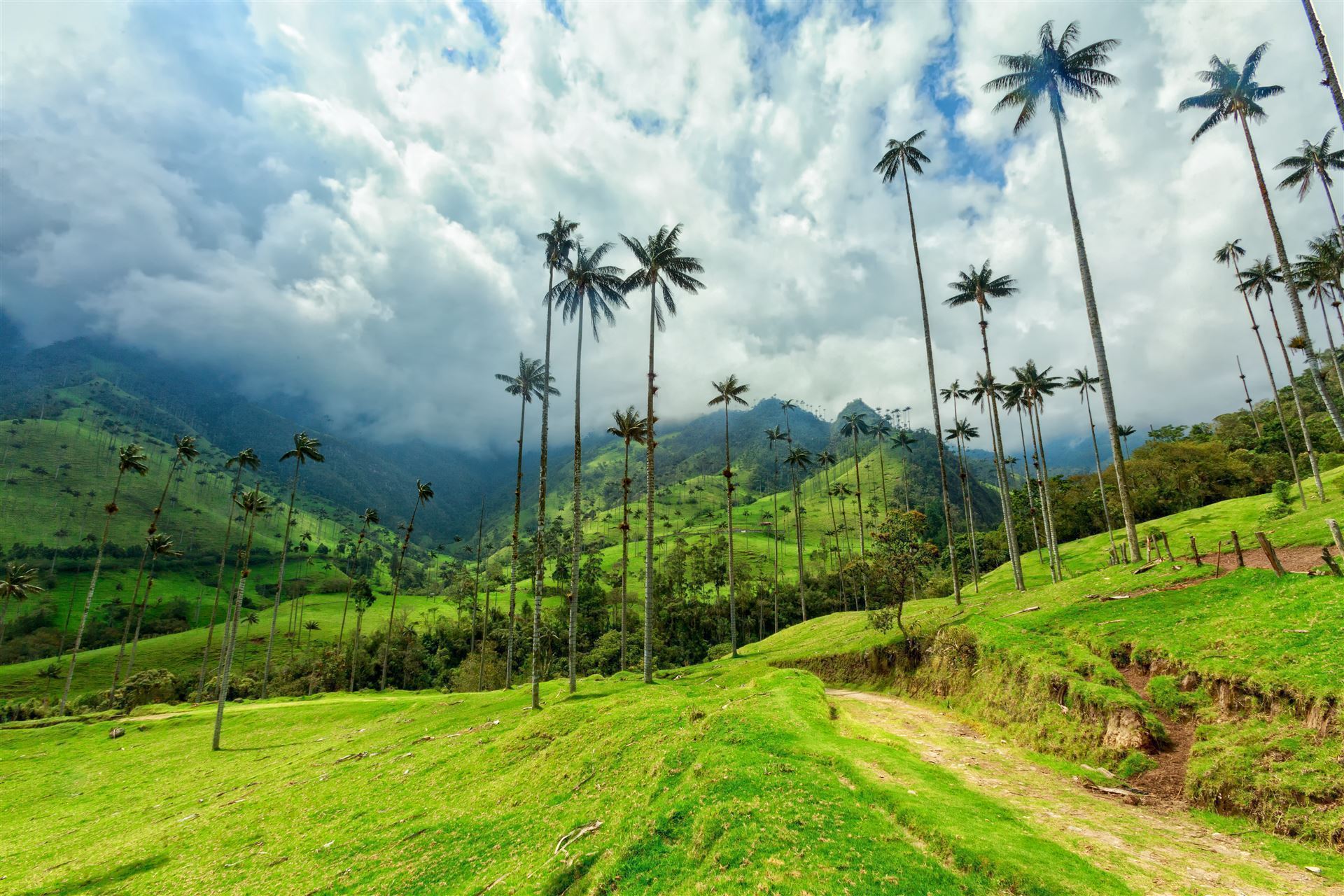 Salento Cocora Tal