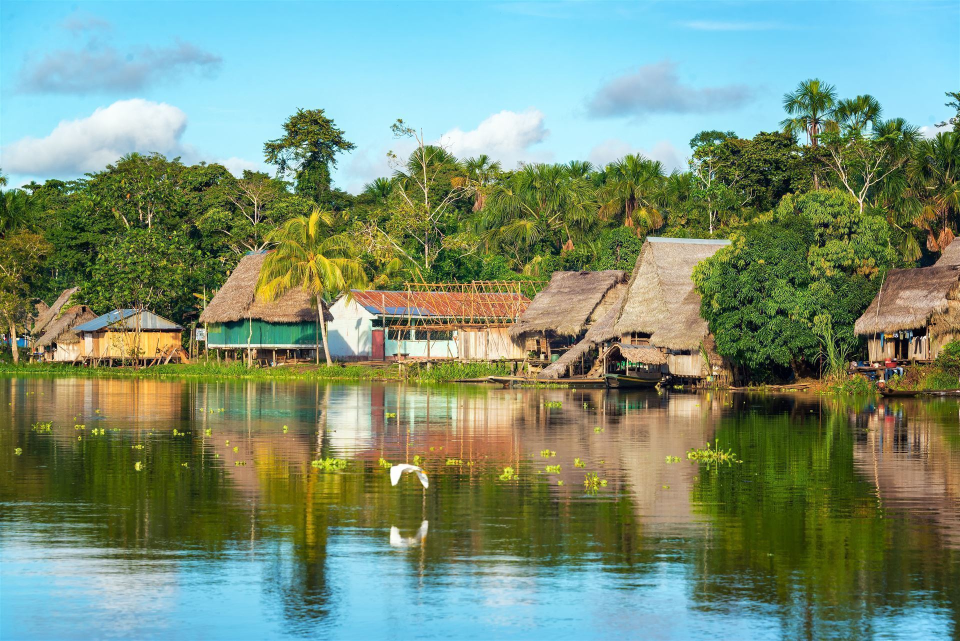Amazonas Urwald