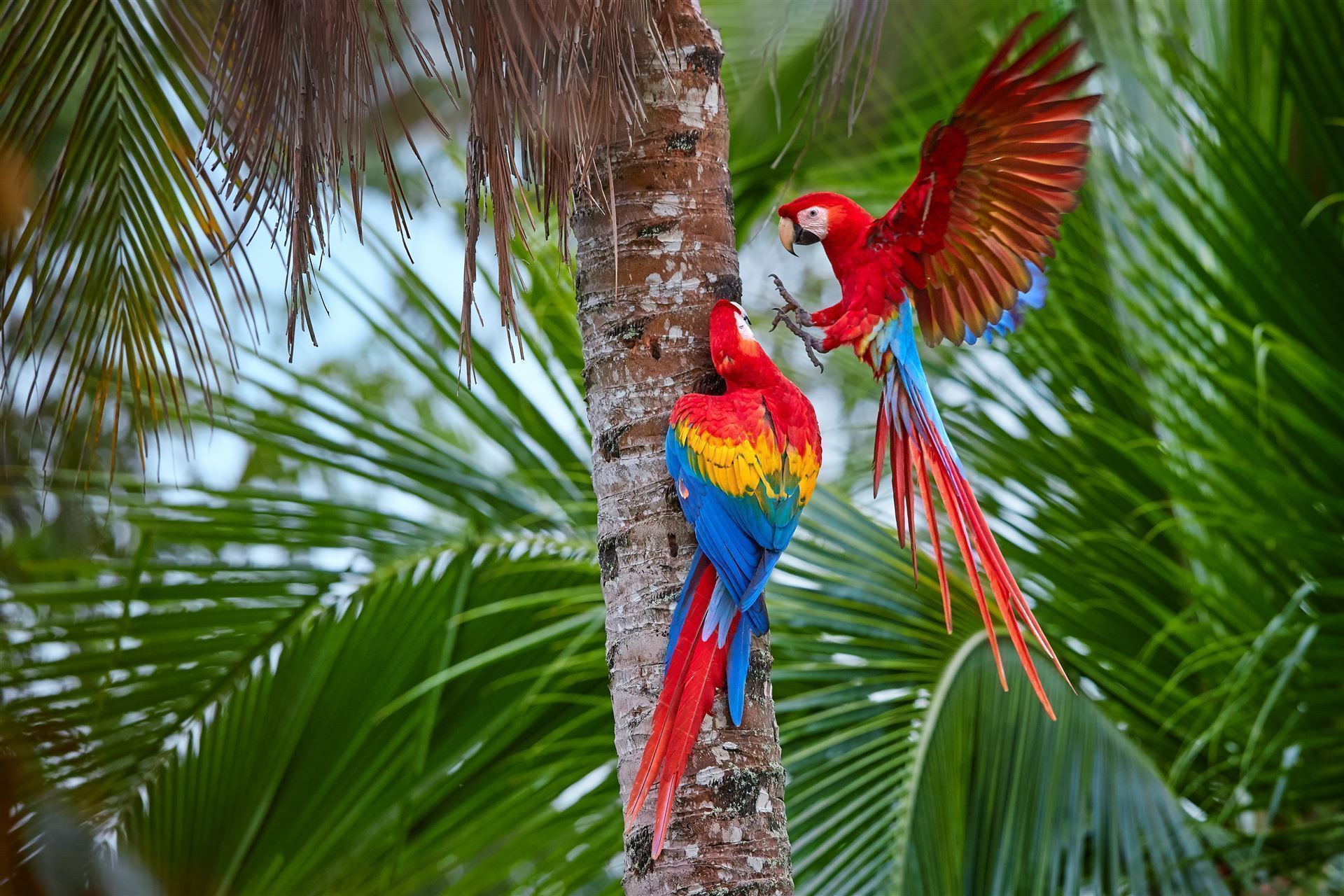 Bunte Aras im Manu Nationalpark