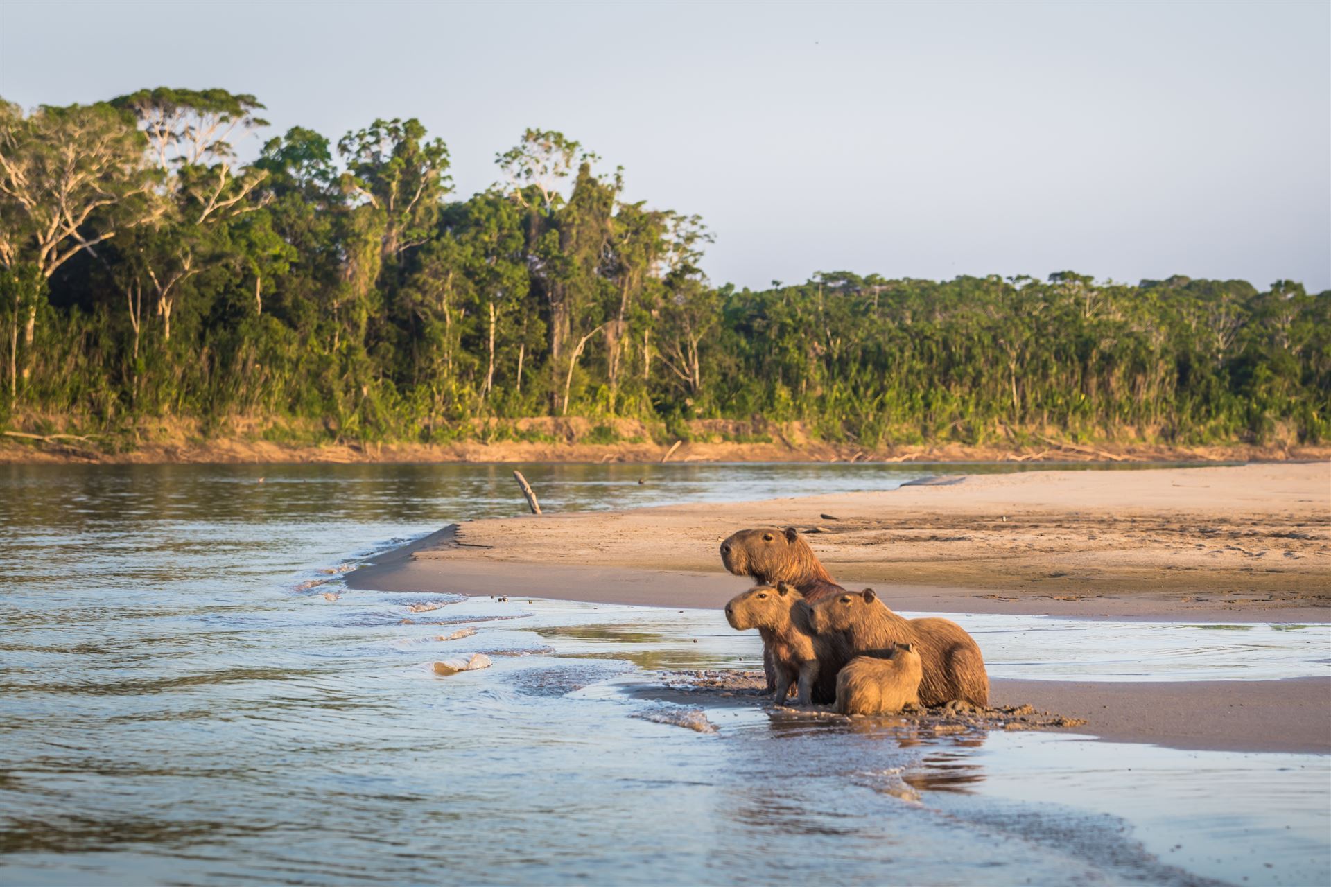 Manu Nationalpark mit Capybara