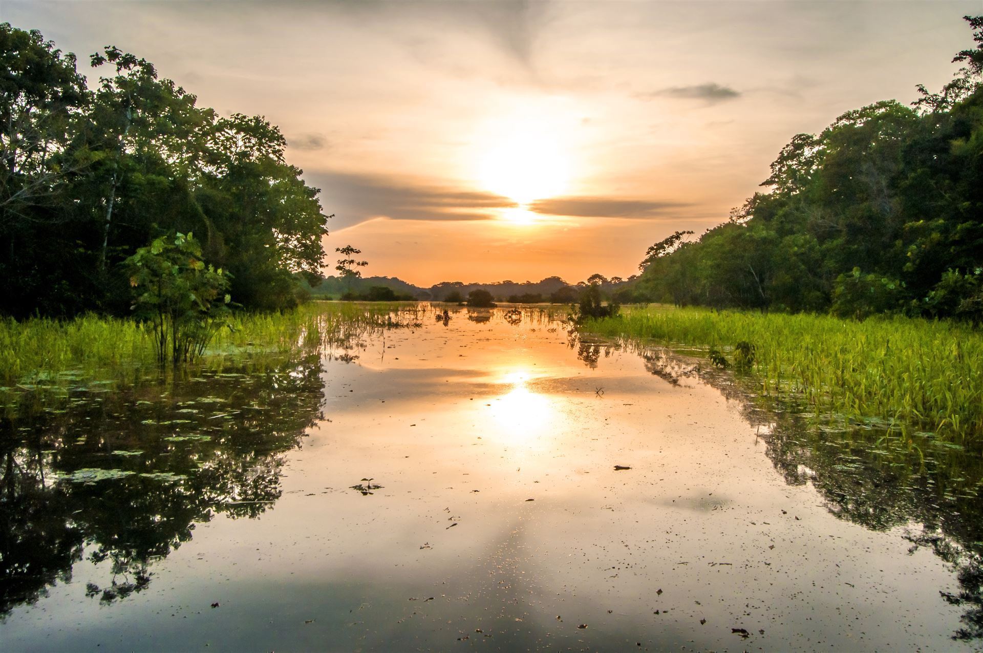 Regenwald bei Abenddämmerung
