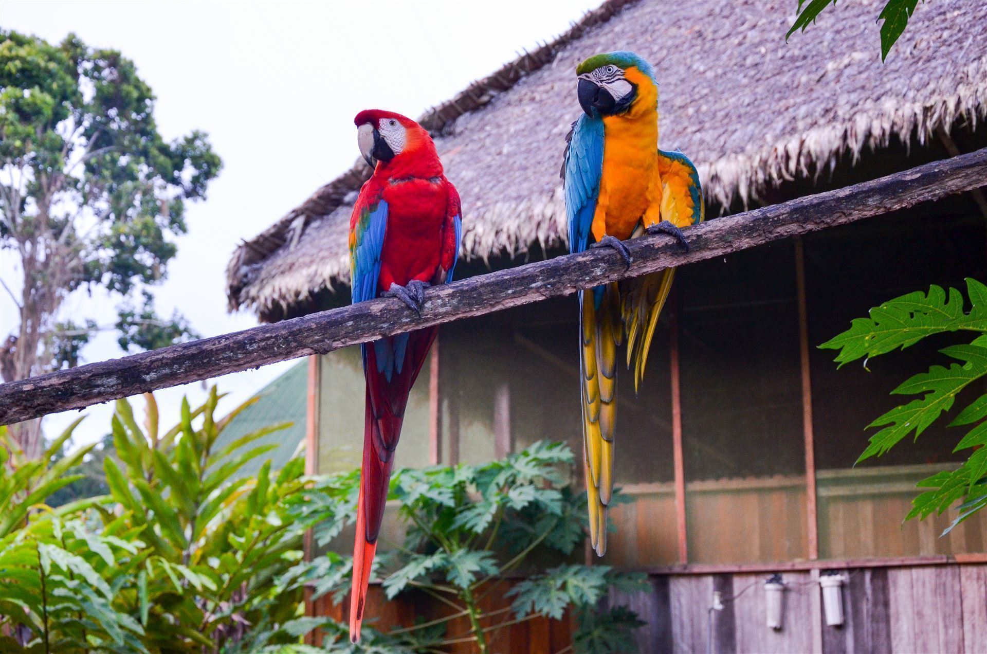 Tambopata Nationalpark mit Aras