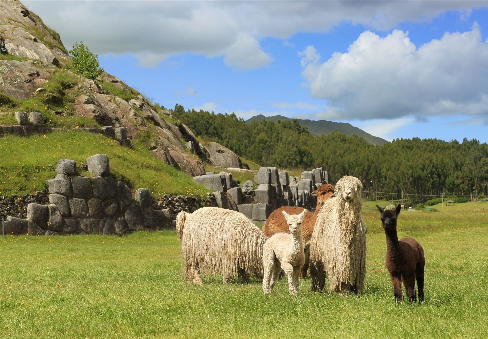 Festung Sacayhuaman mit Alpakas