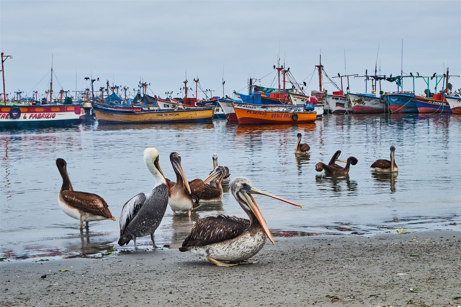 Hafen mit Pelikanen