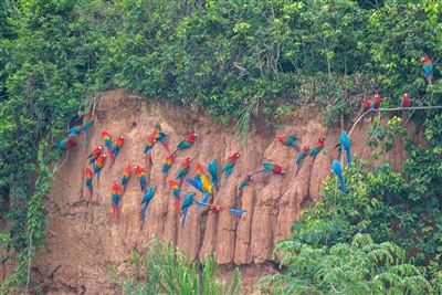 Aras im Tambopata Park