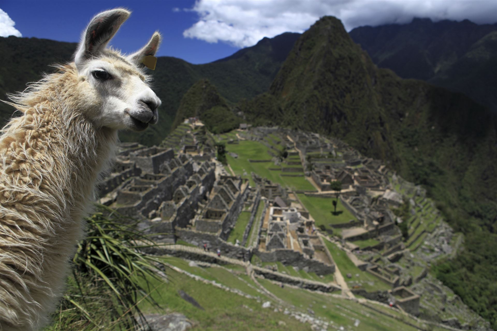 Macchu Picchu mit Lama