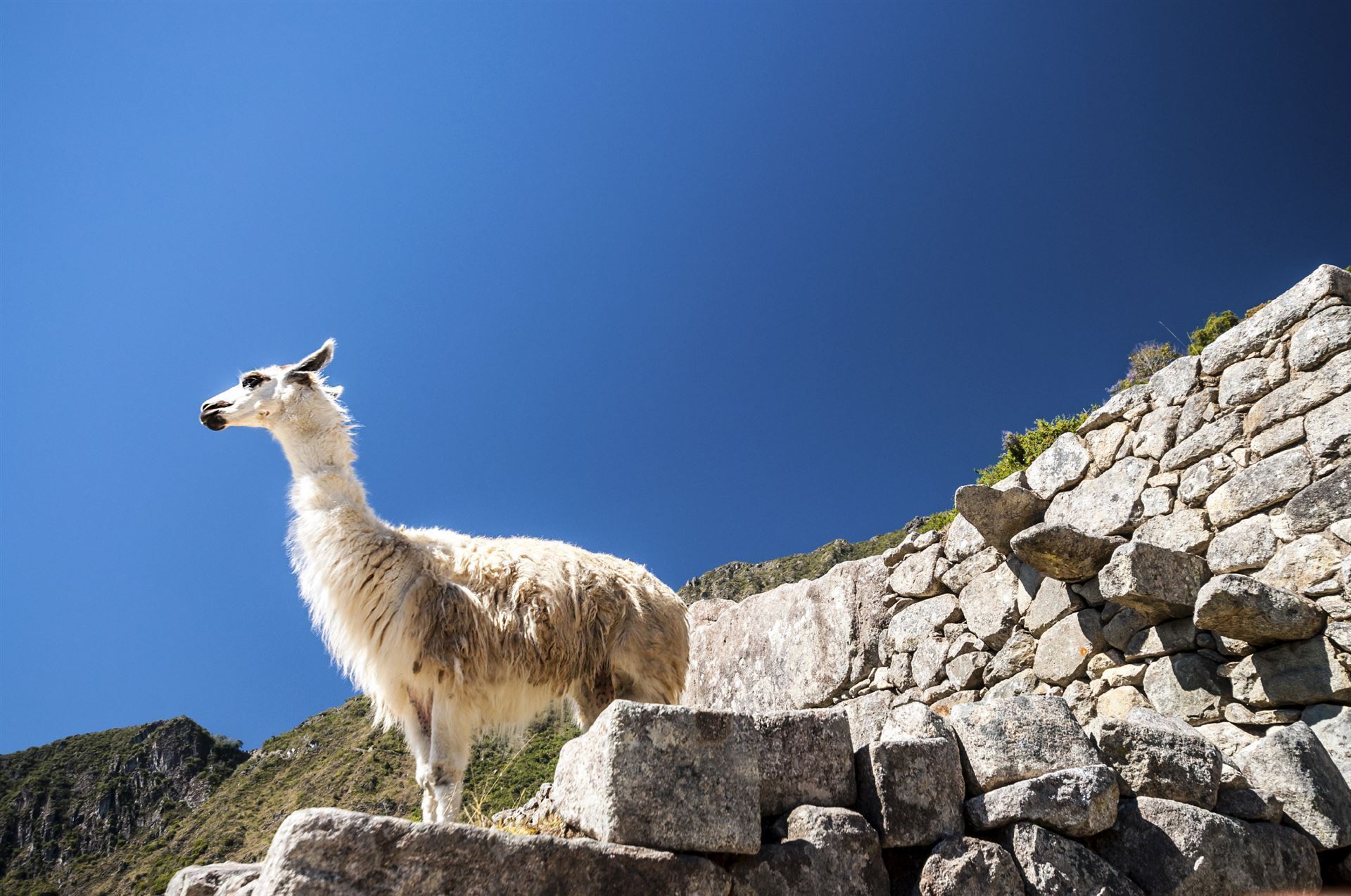 Peru Machu Picchu Lama