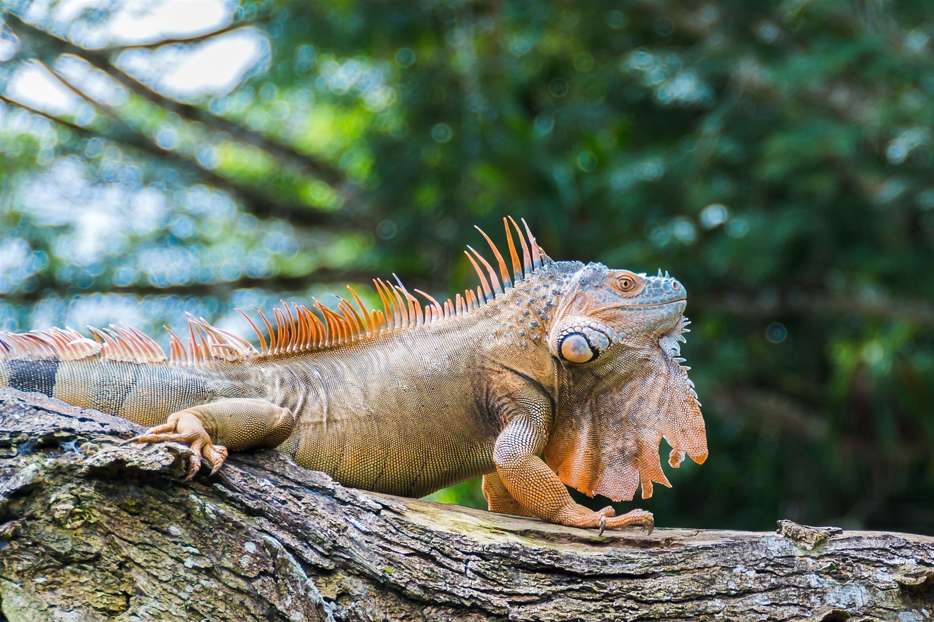 Baumleguan 