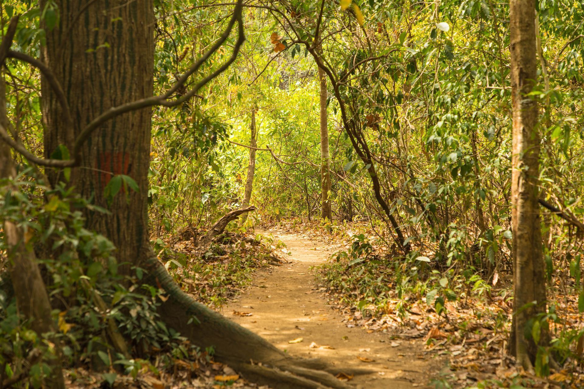 Wanderweg 