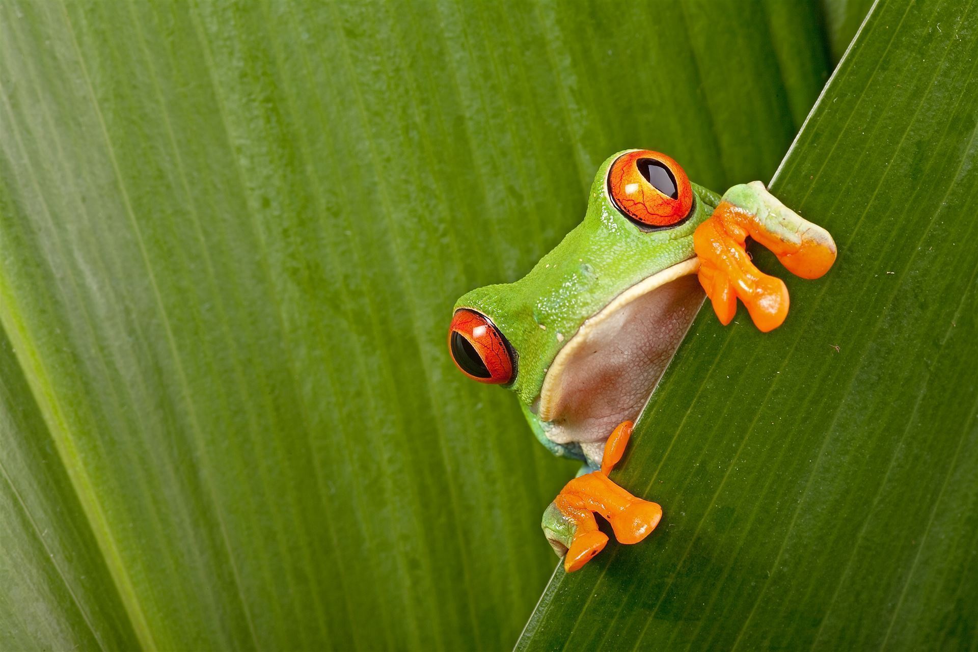 Rotaugenlaubfrosch