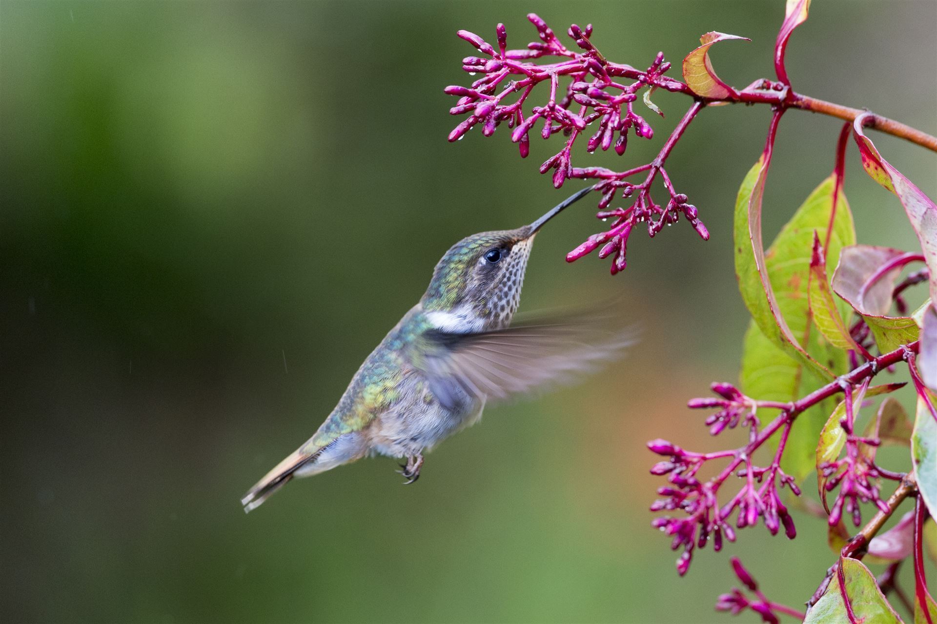 Kolibri im Irazu